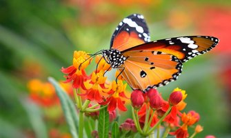 Ukoliko često i svuda viđate leptire budite spremni na pozitivne promjene