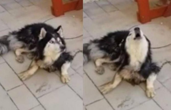 Pronašli nestalog psa tako što su pustili njegovu omiljenu pjesmu (VIDEO)