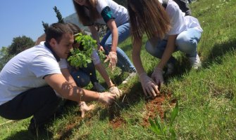 Mladi SD-a Podgorica zasadili 50 sadnica alepskog bora i hrasta lužnjaka