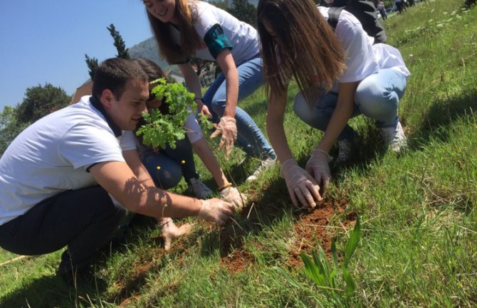 Mladi SD-a Podgorica zasadili 50 sadnica alepskog bora i hrasta lužnjaka