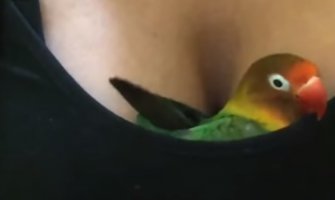 Nećete vjerovati šta je ovaj papagaj uradio kada je vidio ženske grudi