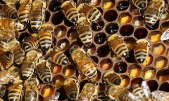 EU zabranjuje sporne pesticide koji ubijaju pčele