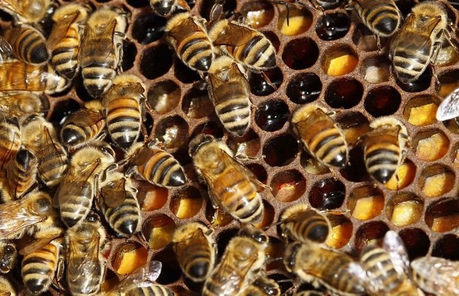 EU zabranjuje sporne pesticide koji ubijaju pčele