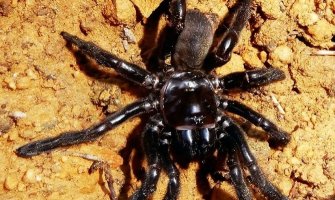 Uginuo najstariji poznati pauk na svijetu