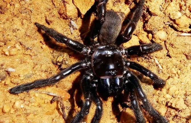 Uginuo najstariji poznati pauk na svijetu