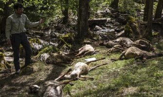 Više od 40 ovaca stradalo u napadu vuka