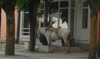 Konj ispred zgrade bjelopoljske Opštine u znak protesta(FOTO)