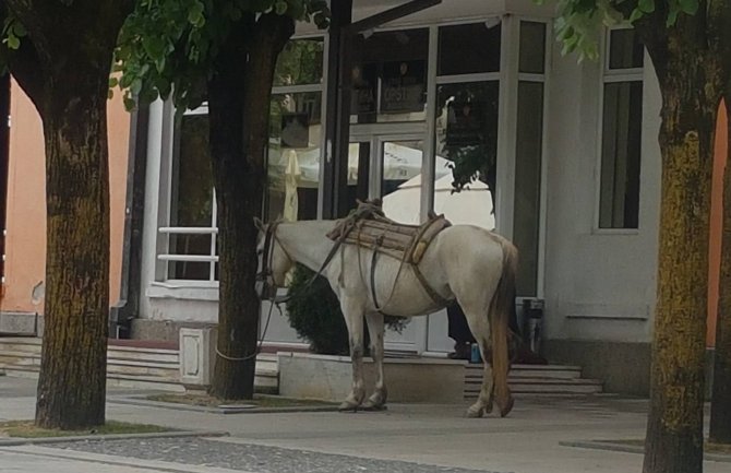 Konj ispred zgrade bjelopoljske Opštine u znak protesta(FOTO)