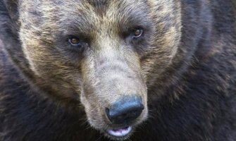 Rusija: Medvjedi raskopali grobove u potrazi za hranom