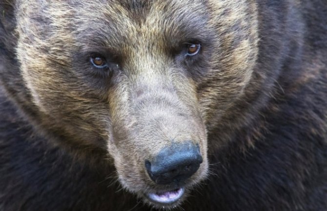 Medvjed ubijen nakon što je pojeo kozu i upao u školu
