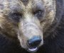 Rusija: Medvjedi raskopali grobove u potrazi za hranom