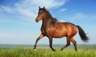 Konj je promijenio istoriju i izgled Evroazije