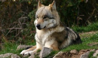 U beogradskom naselju Mirijevo pronađena vučica (VIDEO)