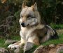U beogradskom naselju Mirijevo pronađena vučica (VIDEO)