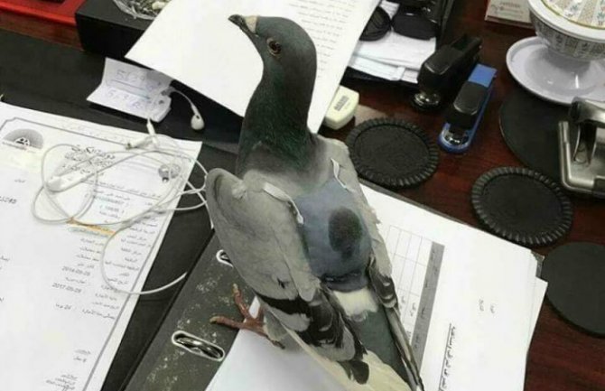 Uhapšen golub, prenosio ekstazi (FOTO)