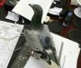 Uhapšen golub, prenosio ekstazi (FOTO)