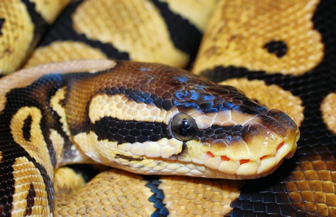 Godišnje 5,4 miliona ljudi preživi ugriz zmije, umre 138.000 hiljada