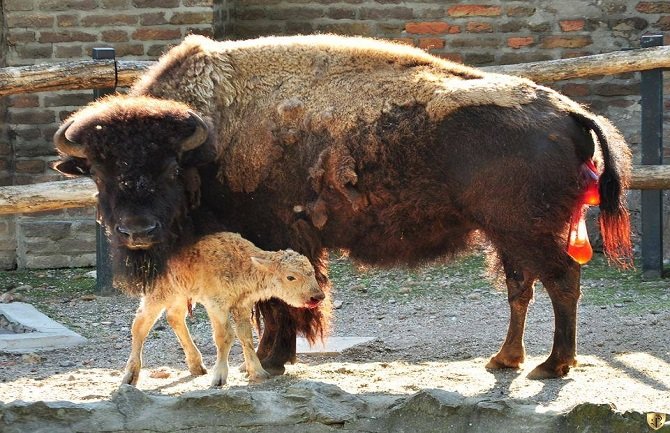U Beogradu rođen bijeli bizon, jedan u deset miliona