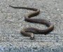 Francuska: Oduzeto 1.000 crnih udovica, zmija, otrovnih žaba