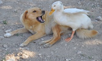 Neobično prijateljstvo između psa i patke (FOTO)