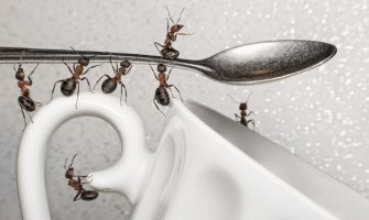 Oslobodite se mrava uz pomoć ovih trikova