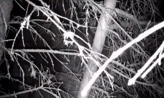 Iako je ubio konja u dvorištu, medvjed ipak pod lovačkom zaštitom (VIDEO)