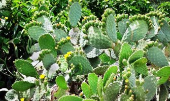 Kaktusova voda usporava starenje kože