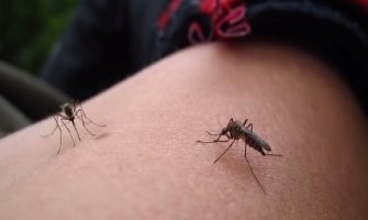 Na Lušticu pustili 30.000 komaraca iz Italije