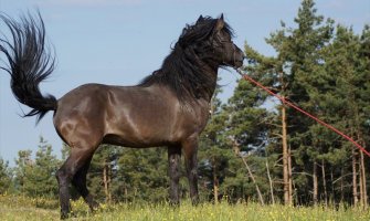  Sredstva davati samo za uzgoj čistokrvnog bosanskog brdskog konja