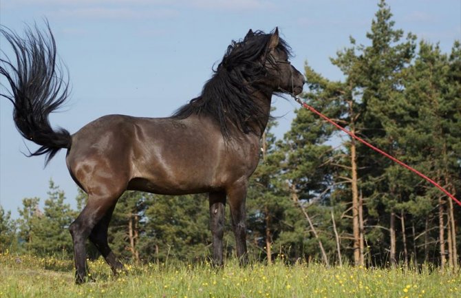  Sredstva davati samo za uzgoj čistokrvnog bosanskog brdskog konja