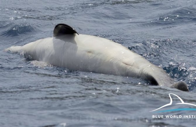 Emotivan prizor na moru: Ženka delfina tuguje za uginulim mladunčetom(FOTO)