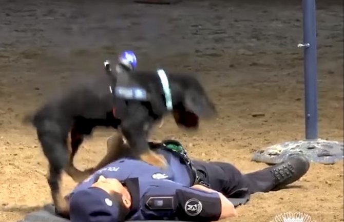 Nevjerovatno: Pas dresiran da vrši reanimaciju (VIDEO)