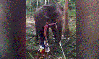 Pogledajte kako je slon katapultirao u vazduh turistu na Tajlandu (VIDEO)