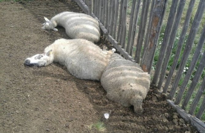 Bijelo Polje: Vuk napao stado ovaca usred bijela dana, vlasnici vikom otjerali zvijer