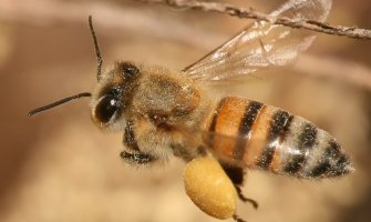 Isplativije od klasičnog pčelarstva: Kilogram pčelinjeg otrova  ide i do 140 hiljada eura!