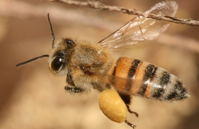 Isplativije od klasičnog pčelarstva: Kilogram pčelinjeg otrova  ide i do 140 hiljada eura!