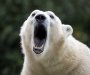 Otac poginuo braneći djecu u napadu polarnog medvjeda na sjeveru Kanade