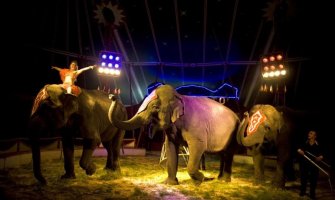 Nezgoda u cirkusu: Slon gurnuo drugog slona u publiku, gledalac povrijeđen