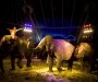 Nezgoda u cirkusu: Slon gurnuo drugog slona u publiku, gledalac povrijeđen