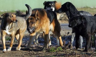 Bar: Psi lutalice napali Podgoričanku, završila u bolnici
