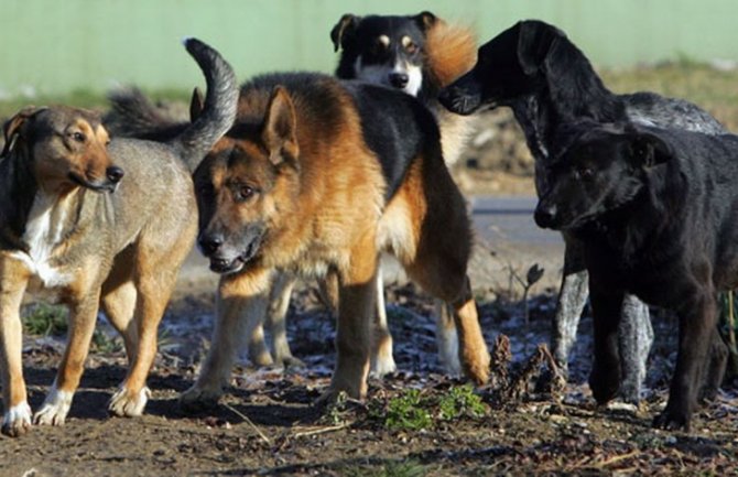 Zbog napada pasa lutalica isplaćeno pola miliona, radi se na Strategiji za napuštene pse