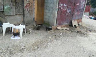 NVO Prijatelji životinja Podgorica: Na deponiji veliki broj napuštenih pasa i leševa životinja