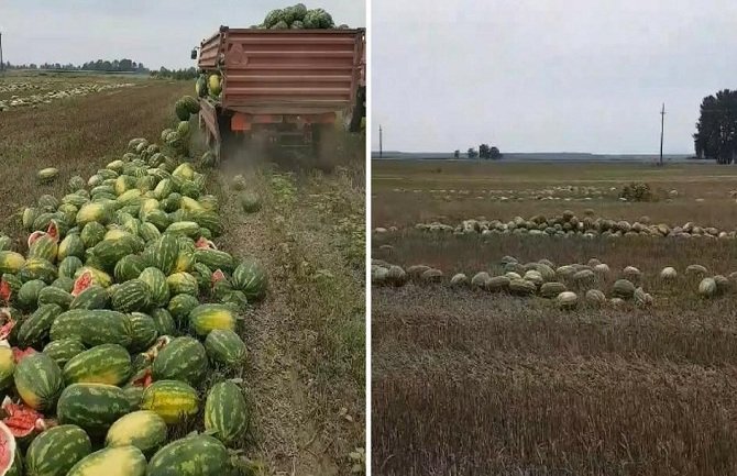 Poljoprivreda ne cveta ni u Slavoniji: Morao da baci 25 tona lubenice