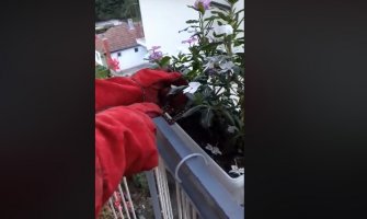Vladičin Han: Žena zalivala cvijeće, u saksiji na terasi pronašla poskoka (VIDEO)