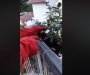 Vladičin Han: Žena zalivala cvijeće, u saksiji na terasi pronašla poskoka (VIDEO)