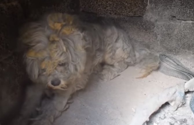 Grčka: Pas preživio požar u ozidanoj peći (VIDEO)
