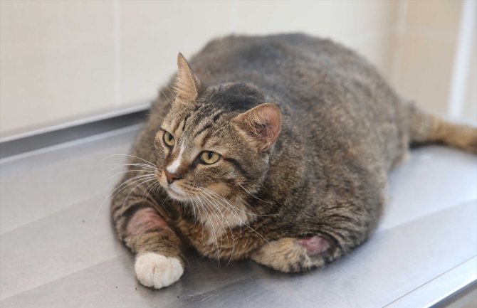 Mačka teška 19 kilograma počela s dijetom
