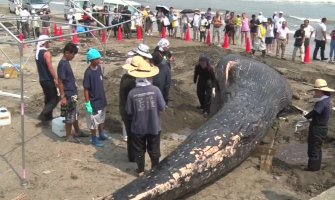 Tijelo plavog kita pronađeno na obali Japana