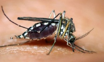 Komarci zaraženi virusom Zapadnog Nila registrovani na 47 lokacija u Beogradu