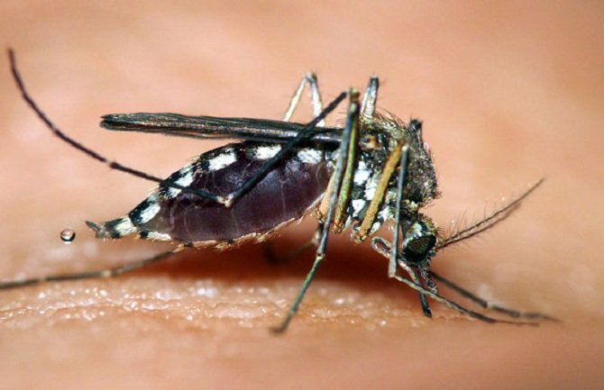 Komarci zaraženi virusom Zapadnog Nila registrovani na 47 lokacija u Beogradu